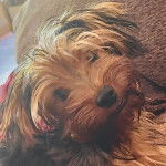 Un Chorkie au pelage bicolore noir et fauve, dans un canapé