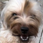 Face d'un Chorkie ayant la gueule  légèrement ouverte et regardant la caméra 