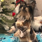 Un Chorkie au pelage bicolore, portant un manteau 