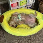 Un Chorkie allongé dans une couchette pour chien, et portant un harnais