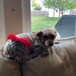 Un Chorkie allongé sur un canapé, portant un habit et regardant la caméra 