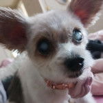 Un Chorkie au pelage bicolore, portant un collier autour du cou