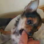 Un Chorkie au pelage tricolore noir blanc et fauve, mordant le doigt d'une personne