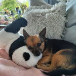 Un Chorkie au pelage bicolore, allongé sur un canapé et ayant la tête posé sur une peluche