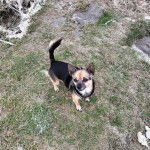 Un Chorkie au pelage bicolore, debout sur une surface herbeuse et regardant la caméra de haut