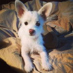 Un Chorkie au pelage blanc, allongé sur un lit et regardant la caméra