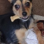 Un Chorkie au pelage bicolore, allongé sur un tapis et tenant une pince dans sa gueule