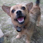 Un Chorkie au pelage bicolore, ayant la gueule ouverte et portant un collier autour du cou