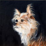 Profil d'un Chorkie au pelage tricolore blanc, marron et noir 