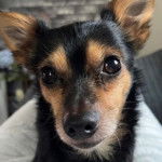 Un Chorkie au pelage bicolore noir et fauve, regardant la caméra.