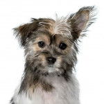 Gros plan d'un Chorkie au pelage tricolore, regardant la caméra