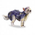 Gros plan d'un Chorkie au pelage tricolore, sur un fond blanc