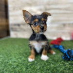 Un Chorkie au pelage tricolore, assis sur une surface herbacée et semblant surpris 