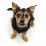 Gros plan d'un Chorkie au pelage bicolore noir et fauve, assis sur un fond blanc 