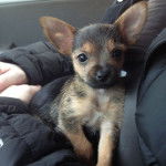 Un Chorkie assis dans les bras d'une personne, et regardant la caméra