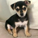 Un Chorkie au pelage tricolore, assis sur un canapé