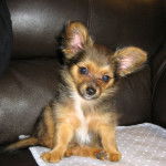 Un Chorkie au pelage tricolore, assis dans un fauteuil