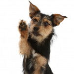 Gros plan d'un Chorkie au pelage bicolore fauve et noir, levant la patte avant droite