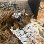 Un chiot Chorkie au pelage bicolore, allongé sur une couverture