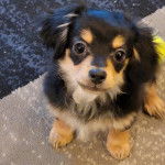 Un Chorkie au pelage tricolore, assis sur un tapis et regardant la caméra de haut 