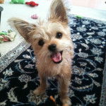 Un Chorkie au pelage bicolore debout sur un tapis et ayant la gueule ouverte