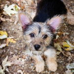 Un Chorkie au pelage tricolore , regardant la caméra de haut