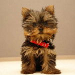 Gros plan d'un Chorkie au pelage tricolore , assis et portant un collier autour du cou