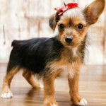 Un Chorkie au pelage tricolore , sur parquet et portant un nœud sur la tête