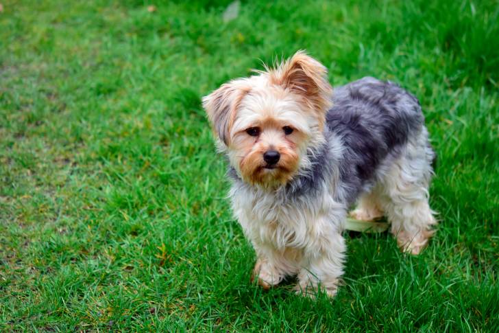 Un Chorkie au pelage bleu acier et fauve, se tenant debout sur de l’herbe