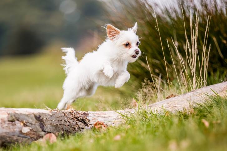 Un Chorkie au pelage blanc, sautant par-dessus un tronc d’arbre dans une forêt