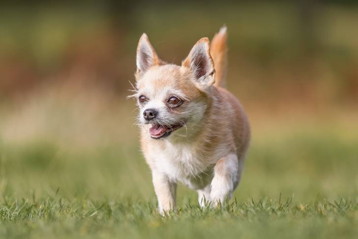 Un Chorkie au pelage fauve ayant les oreilles dressées et courant dans l’herbe