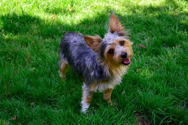 Un Chorkie au pelage bleu acier et fauve, tenant sa tête inclinée avec un regard interrogateur