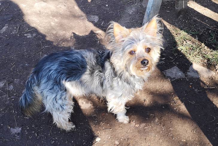 Un Chorkie aux oreilles dressées et au pelage bleu acier et fauve, dans un jardin 