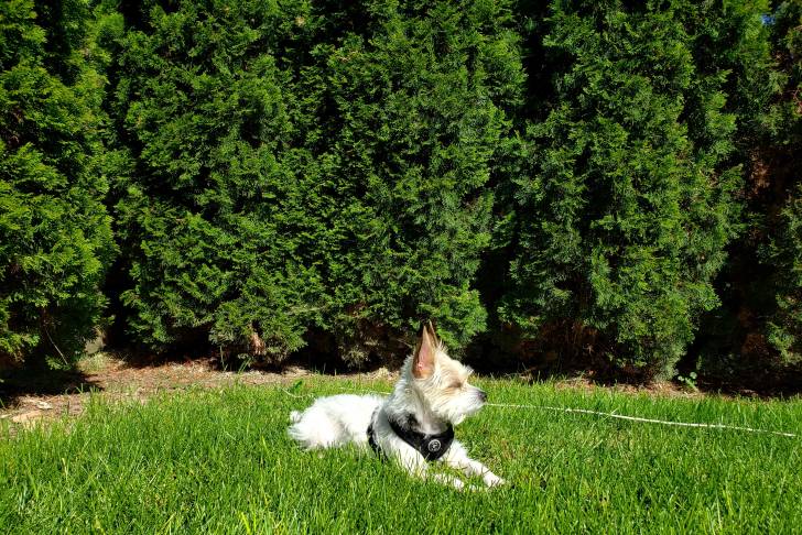 Un Chorkie au pelage blanc, portant un harnais noir, allongé dans l’herbe