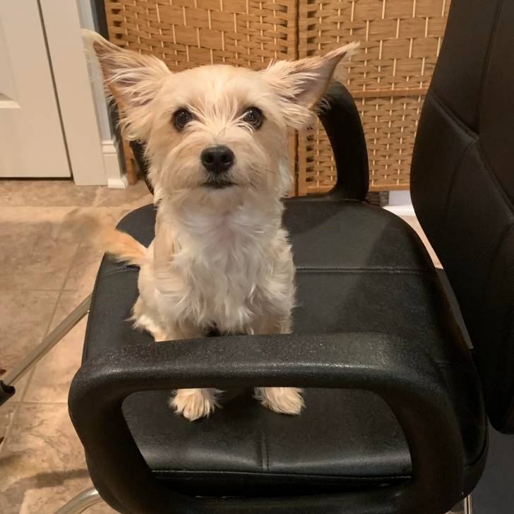Un Chorkie au pelage blanc, assis sur un fauteuil et regardant la caméra
