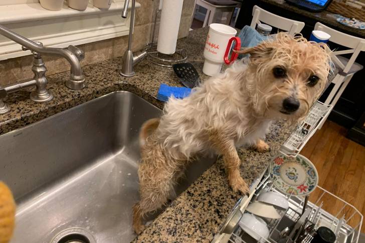 Un Chorkie au pelage mouillé, debout dans un évier et regardant la caméra