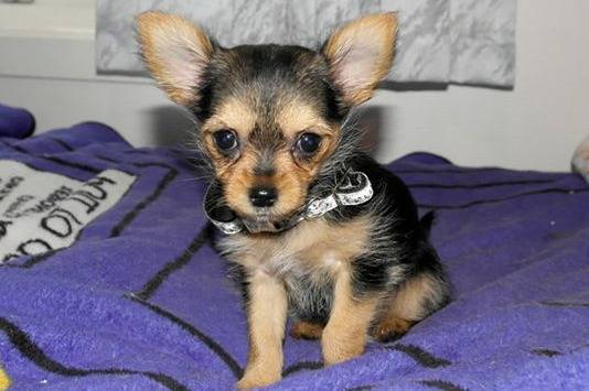 Un Chorkie au pelage bicolore noir et fauve, assis sur un lit et portant un collier au cou