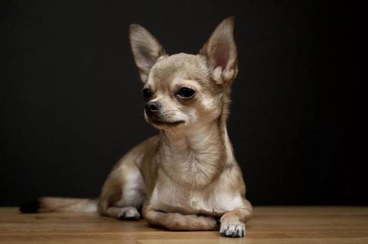 Un Chorkie allongé sur un plancher.