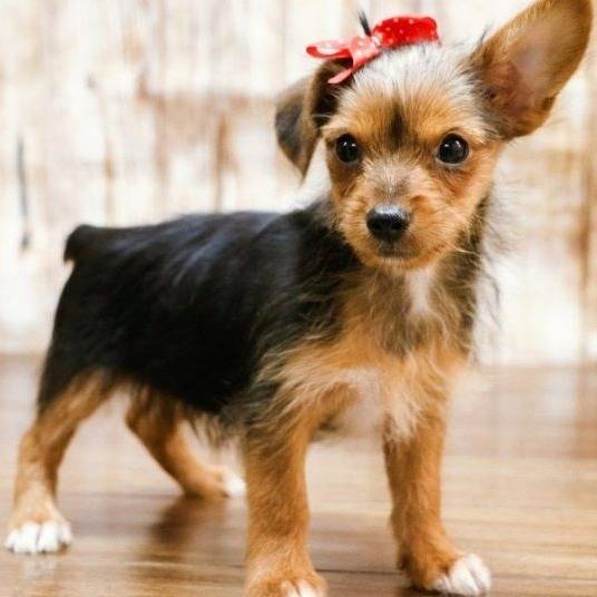 Un Chorkie au pelage tricolore , sur parquet et portant un nœud sur la tête
