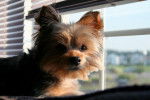 Un Chorkie au pelage noir et fauve, assis sur le rebord d'une fenêtre 