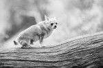 Un Chorkie au pelage court fauve, assis sur un tronc d’arbre