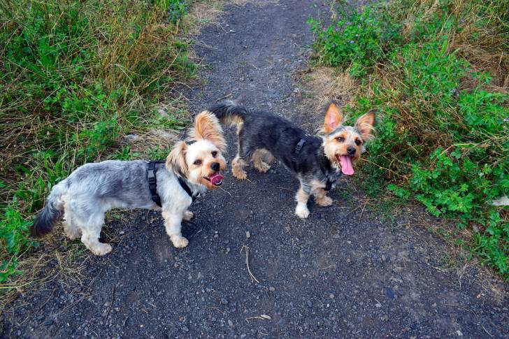 Un Chorkie au pelage noir et fauve, l’autre Chorkie au pelage gris acier et fauve, sur un chemin