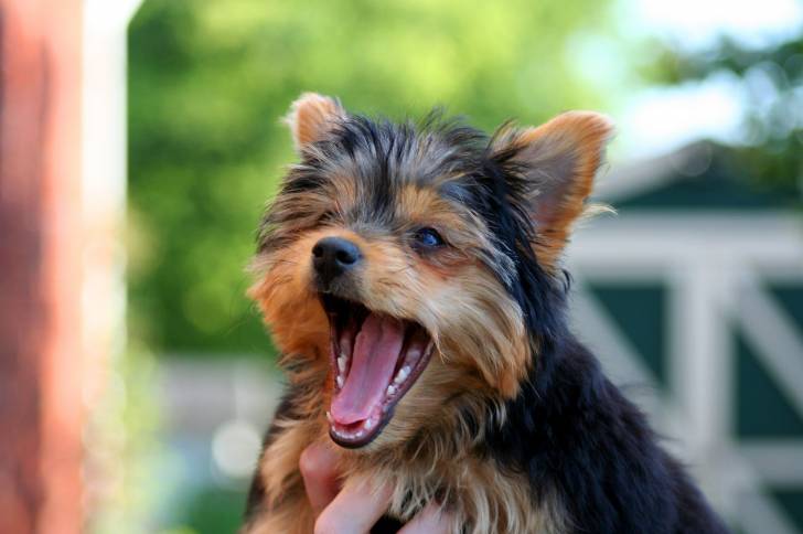 Un chiot Chorkie au pelage noir et fauve, bâillant dans les bras de son maître