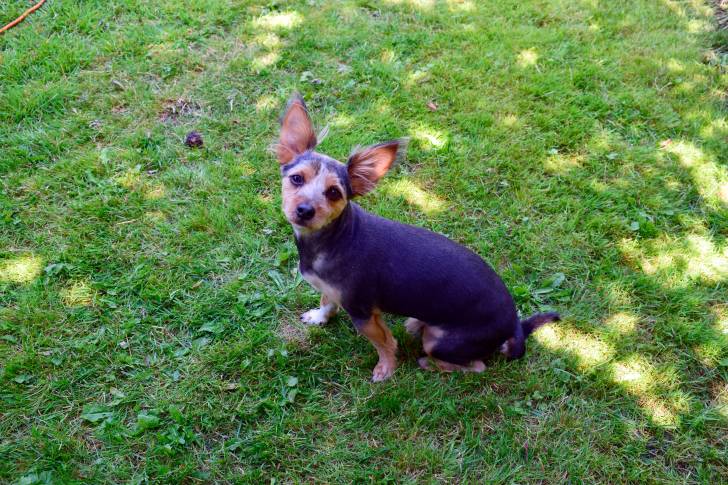Un Chorkie aux oreilles dressées et au pelage court noir et fauve, assis dans l’herbe