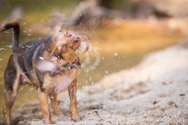 Un Chorkie au pelage mouillé brun et fauve, se secouant au bord d’une rivière