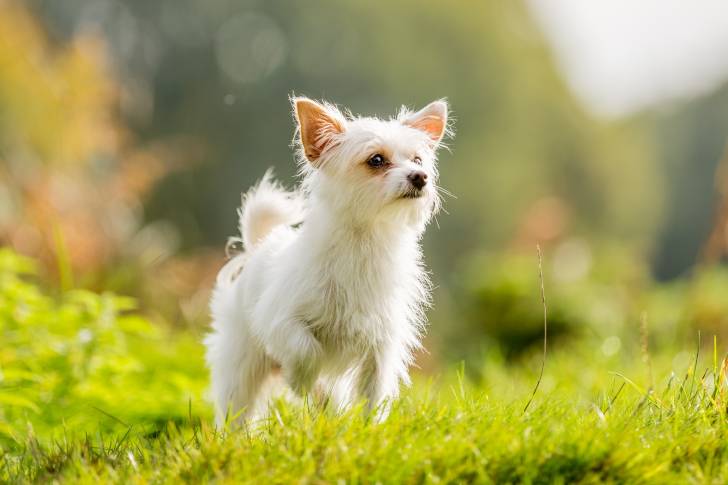 Un Chorkie au pelage blanc, courant dans de l’herbe