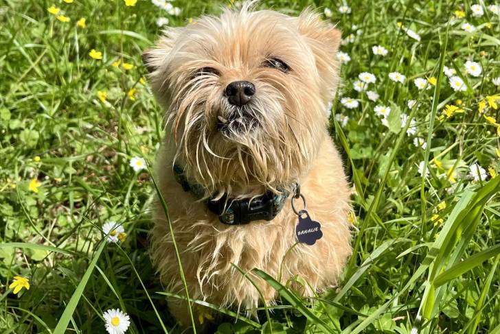 Un Chorkie assis dans un jardin, et portant un collier autour du cou