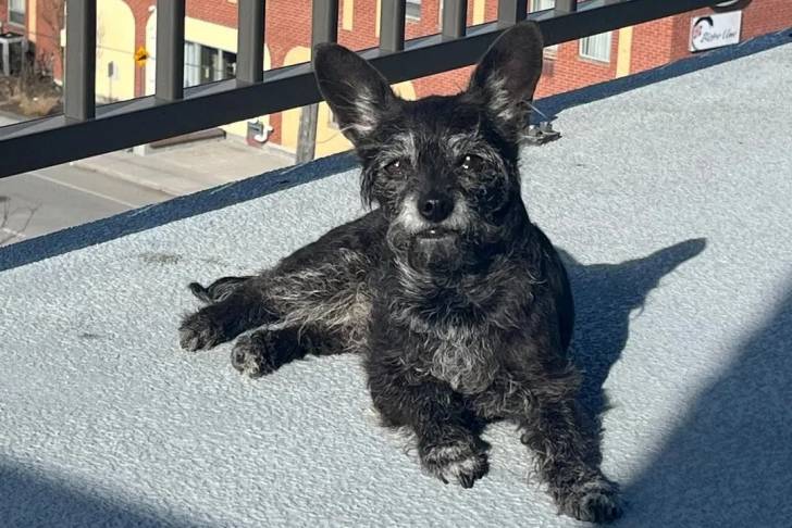 Un Chorkie au pelage bicolore noir et blanc, allongé et regardant la caméra