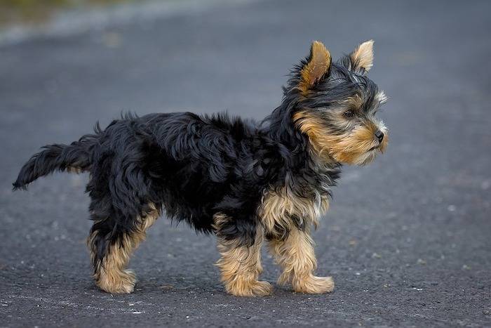 Un Chorkie marchant sur une surface bitumé