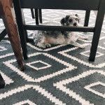 Un Doxiepoo au pelage bicolore allongé sous une chaise et fixe la caméra 